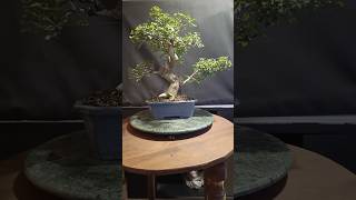 Pre bonsai de fresno a 27 de mayo 2024 #bonsai