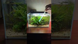 Cleaning detritus in a nano planted aquarium