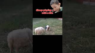 sheep n boy#playing #kidsvideo #funny #shorts #funny #videolucu