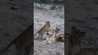 A patient lioness with her cubs. #travel #wildlife #wildlifephotography #travelvlog