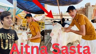 Qurbani Ka Janwar Leny Gay Mandi Lakin? | JunglyMahol | Swpethouse