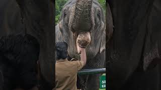 Elephant Eating dinner at the Sanctuary #protectwildlife #india