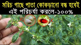 মরিচ গাছের পাতা কোকড়ানো আর নয় -  পাতা কোকড়ানো রোগের প্রতিকার - Leaf Curl Disease