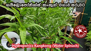 හයිඩ්‍රොපෝනික්ස්  කංකුන් වගාව සරුවට | Hydroponics Kangkong (Water Spinach)