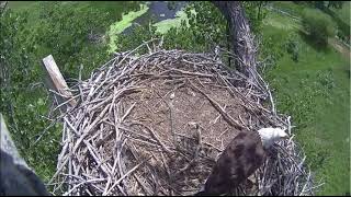 FSV parent delivers food shortly after fledge