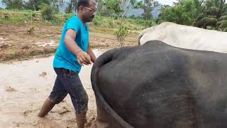 பாரம்பரிய மாட்டு கலப்பை Traditional bullock plow