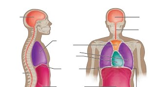 #How to draw Body cavities structure #body #cavities structure