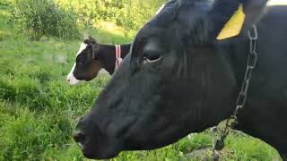 АМЕРИКАНСКИЕ БУЛЬДОГИ. КОРОТКО О КОРОВАХ.ВЫПАС НАШИХ КОРОВ. \AMERICAN BULLDOGS. BRIEFLY ABOUT COWS.