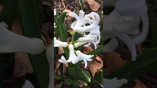 #asmr #shorts #nature 🌿hyacinths and morning birdsong ✨ #birdsounds #woodpecker #goodmorning