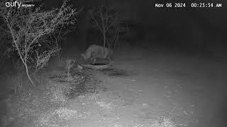 06 November 2024 brown hyena