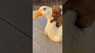 goose and puppy