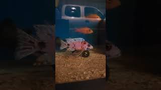 lake malawi cichlids. O.B. platinum dragon blood.. man-made/hybrid