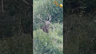 Stag in the Prealps / Cerf dans les Préalpes #nature #suisse #wildlife #stag #cerf