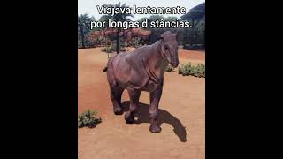 O PARACERATHERIUM