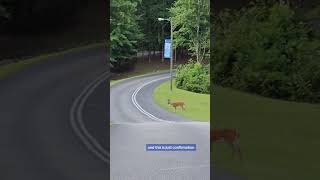 July 24, 2023  Family  of Deers #life