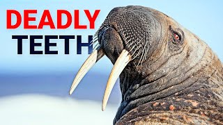 Walrus: The Amazing Long-Tusk Sea Mammal