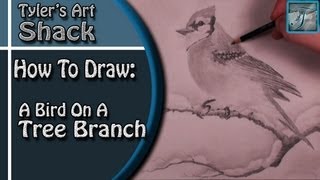 How to Draw a Bird on a Tree Branch