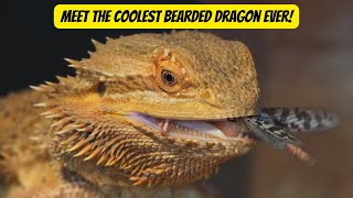 Meet the Coolest Bearded Dragon EVER! #shorts  #animals #wildlife