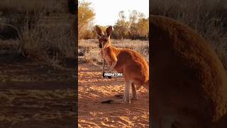 Can Kangaroos Outpace Cars? 🦘💨 Discover Their Incredible Speed and Stamina! #shorts