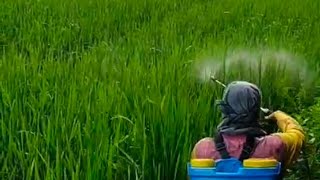 Perawatan padi dan pemanfaatan pematang sawah jadi lahan produktif