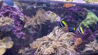 Beautiful fishes in zoo