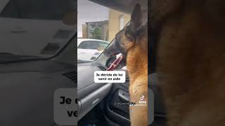 Atom sauve une jeune femme 🐕 #chien #malinoi #dog #femme #shortvideo