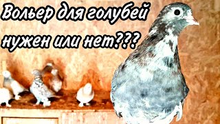 Вольер для голубей,нужен или нет?An aviary for pigeons, is it necessary or not?