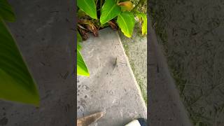 This lizard was too fast!