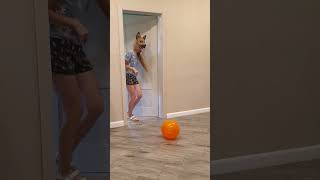 Funny dogs find an orange balloon that a big fat cat brings