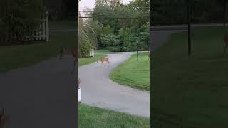 Deer in the Driveway 😍🦌 #cute #beautiful #shorts #animals