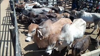 muito Gado nos Currais da Feira de Animais de Tabira PE 16/10/ 2024