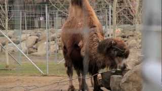 Calgary Zoo