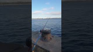 Рыбалка на Сома Порт #fishing #fish #днепр #рыба #рыбак #рыбалка #карп #сомы #like #live #livestream