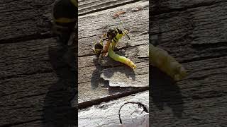 Пилюльная оса схватила гусеницу пяденицы Heath Potter Wasp Eumenes grasps Geometer moth caterpillar