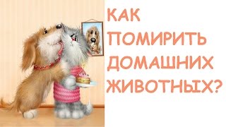 Как помирить котов/КОНФЛИКТЫ МЕЖДУ ЗВЕРЯМИ