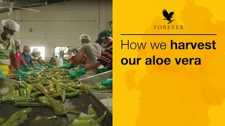 Hand Filleting Aloe - Forever Aloe Vera Gel | Forever Living UK & Ireland