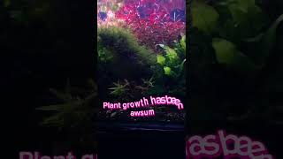 Planted tank update rotala ludwigia javafern sesilliflora