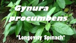 Gynura procumbens "Longevity Spinach",  NOT Ashitaba !