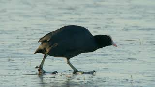 Walking on thin ice: Coot in a special situation Auf dünnem Eis: Blessralle in gefährlicher Mission