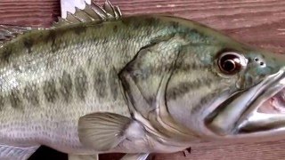 Largemouth bass replica by Anglers choice fish mounts.