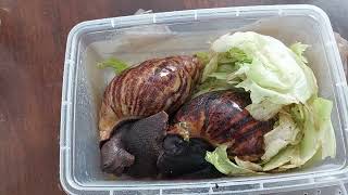 THE BEGINNERS GUIDE TO LOOKING AFTER GIANT AFRICAN LAND SNAILS.