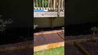 Behind the scenes gardening with my kids. #garden #gardening #backyardgardening #momof4 #shorts