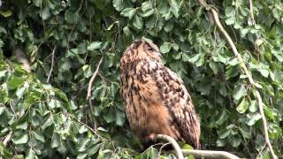 Eagle Owl: (Bubo Bubo)    Uhu-Weibchen Uhuline am 07.06.2012.