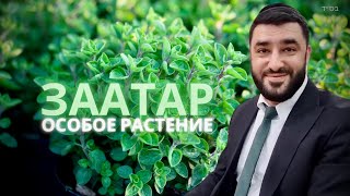 🌿 Лечение души душицей (рав Исраэль Якобов)