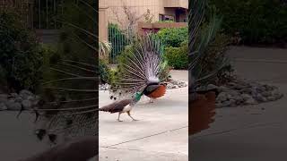 Peacock Dance ! #peacock #peafowls #peahen #pavoreal #birdsofinstagram