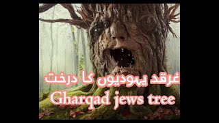 Gharqad ka darakht | Boxthorn | reality of gharqad tree in israel | tree of jews urdu Hindi with eng