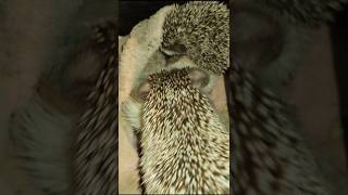 🦔❤️Ёжик Фибула и детки. Cute hedgehog. #ezhikafro #hedgehog #животные #mommybaby #cuteanimals #love