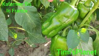 Capsicum 🫑.. Back yard Garden... Growing from Kitchen Seeds...old Photos