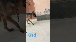 gsd dog 🐶 #dog #viral #shorts #shortsfeed #Naksh_gurjar_0000