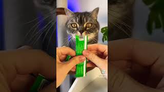 🐾🐈Cat grooming #catlover #catvideos #love #video #cats #cat #catshorts #grooming #catgrooming#cats